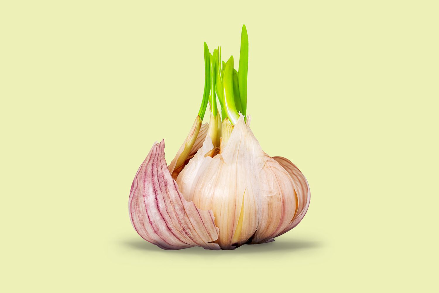 Is It Safe to Eat Sprouted Garlic?