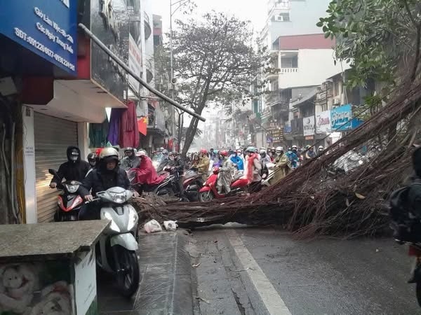 Cây đa cổ thụ đổ chắn ngang phố Bạch Mai giờ cao điểm gây ùn tắc cục bộ- Ảnh 1.