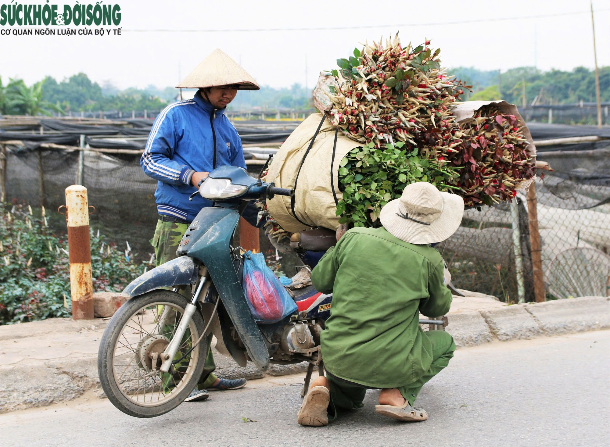 Xe ôm kiếm tiền triệu mỗi ngày nhờ chở thuê đào, quất sau Tết- Ảnh 7.