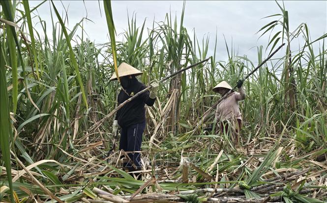 Người trồng mía với nỗi lo mất mùa, giảm giá- Ảnh 1.