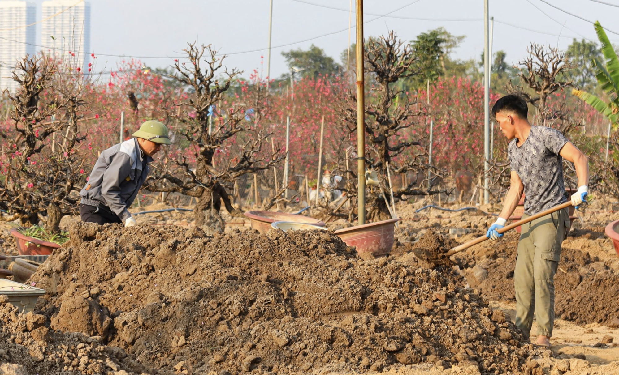 Sau Tết Nguyên đán, đào cổ có giá hàng chục triệu đồng được thu gom trở lại vườn, bắt đầu hành trình hồi sinh- Ảnh 2.