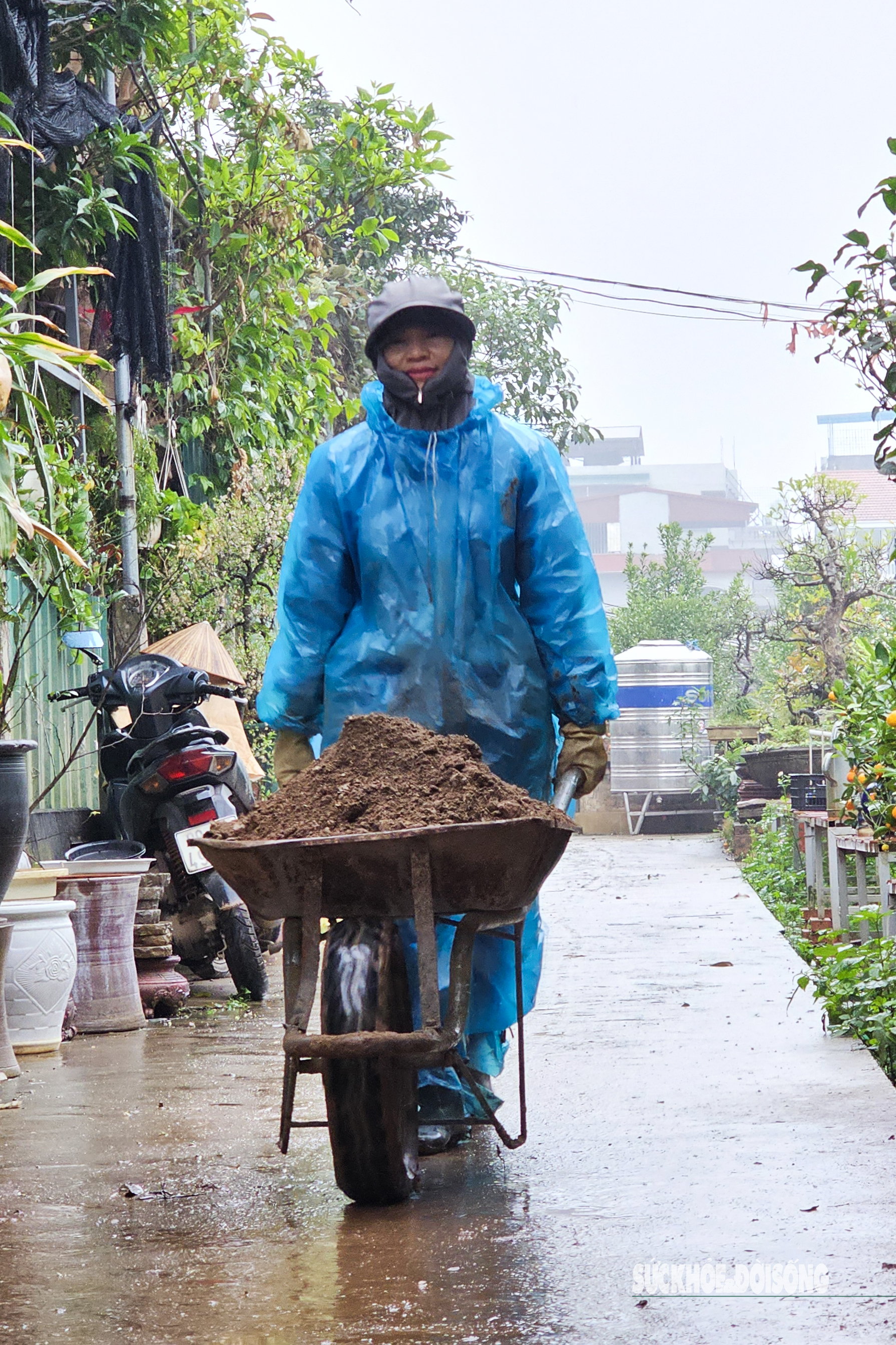 Người dân Tứ Liên trồng quất cảnh dưới mưa rét- Ảnh 5.