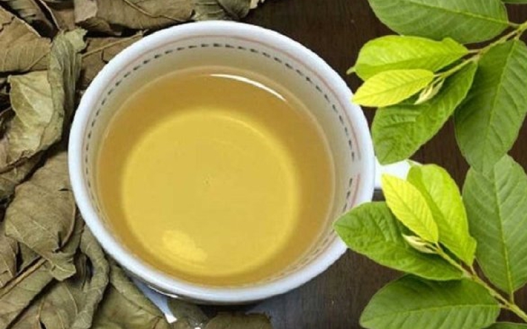 Uống nước lá ổi tươi hay khô tốt hơn?