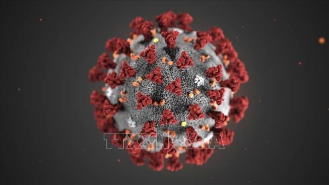 Giới khoa học trấn an về thông tin chủng virus corona mới có thể xâm nhập tế bào người- Ảnh 1.