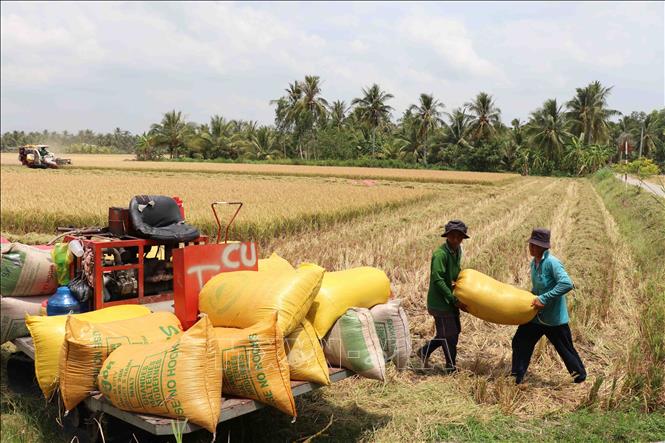 Thị trường nông sản: Giá lúa, gạo giảm nhẹ- Ảnh 1.