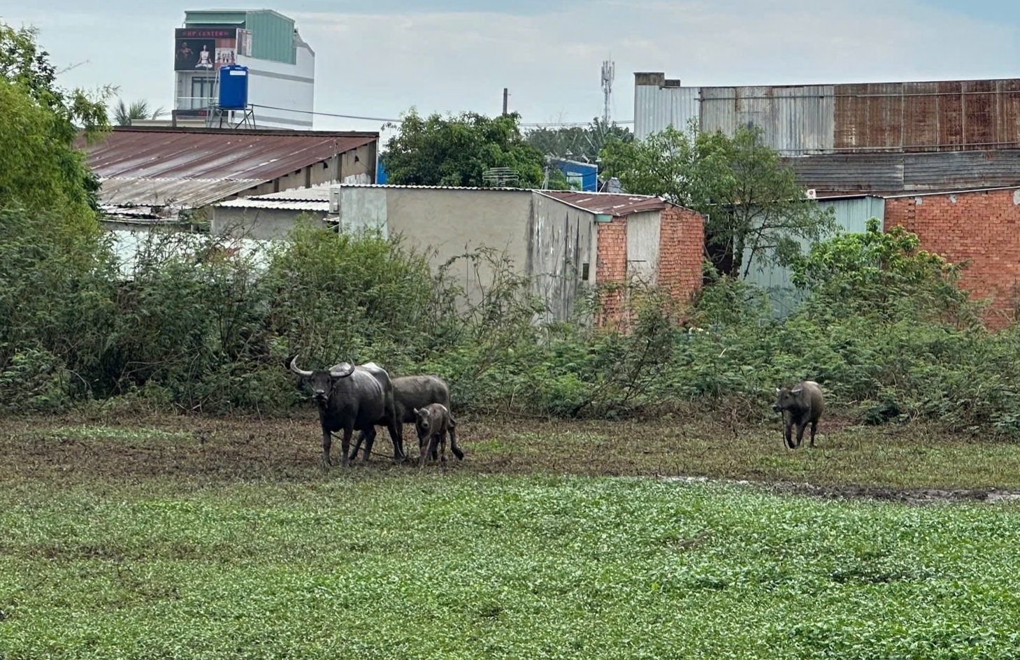 TP Hồ Chí Minh: Hai người đàn ông bị trâu húc bị thương do chọc ghẹo- Ảnh 1.