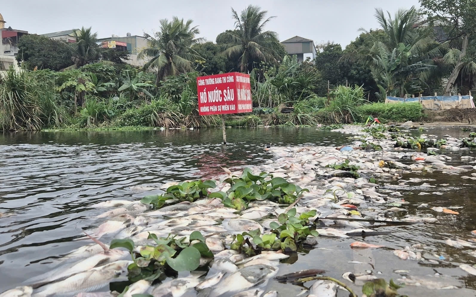 Thanh Hóa: Truy tìm nguyên nhân cá chết la liệt trên suối Cổ Đam