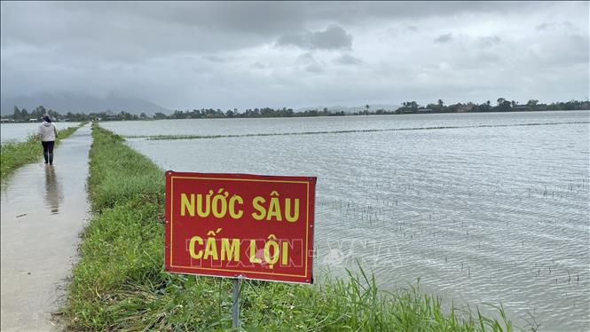 Mưa lớn gây ngập úng nhiều diện tích lúa và hoa màu tại Phú Yên- Ảnh 1.