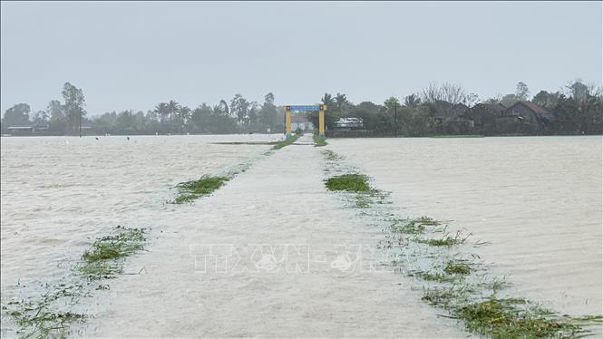 Mưa lớn gây ngập úng nhiều diện tích lúa và hoa màu tại Phú Yên- Ảnh 3.