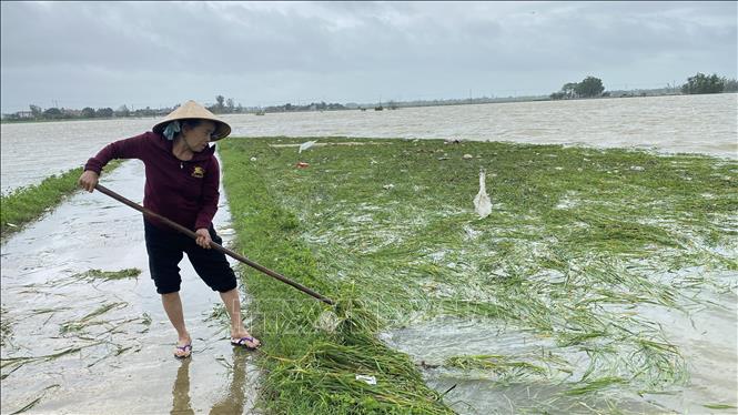 Mưa lớn gây ngập úng nhiều diện tích lúa và hoa màu tại Phú Yên- Ảnh 2.