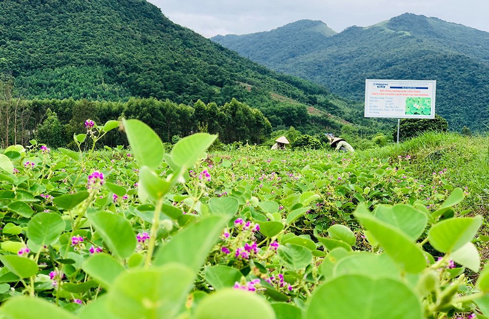 phát triển vùng trồng dược liệu sạch