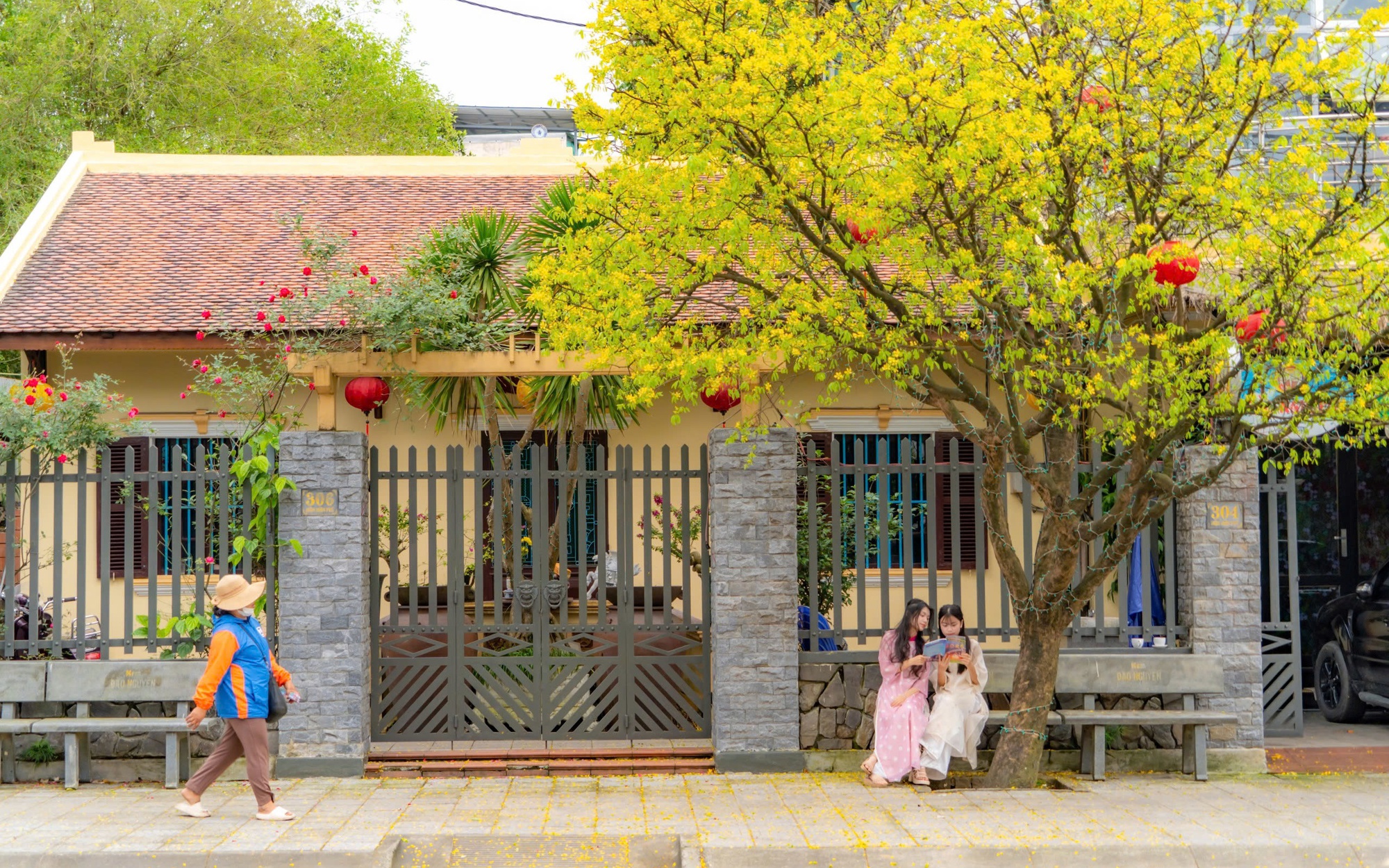 Mê mẩn ngắm mai vàng khoe sắc khắp phố phường xứ Huế