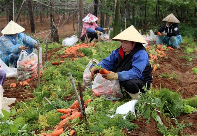 Nghệ An: Hàng trăm tấn su su, cà rốt không tiêu thụ được- Ảnh 2.