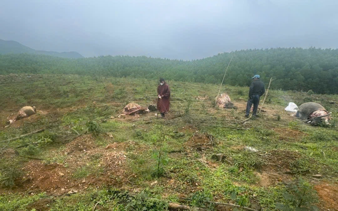 Xuyên Tết làm rõ vụ dùng súng hoa cải giết trộm 6 con trâu lấy thịt đem bán