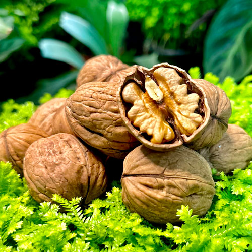 Organic-Walnuts-in-shell