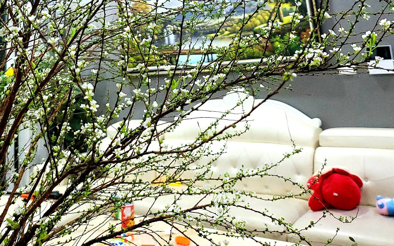 Nguồn cung giảm, hoa Tuyết Mai tiếp tục cháy hàng sau Tết