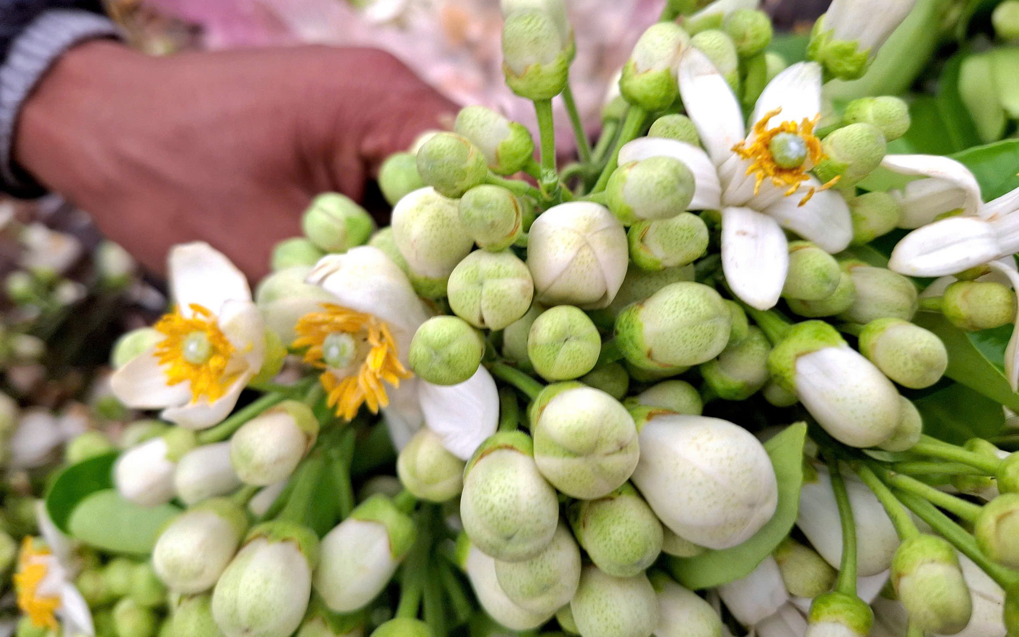 Hoa bưởi đầu mùa được săn đón, đắt nhưng vẫn "cháy hàng"