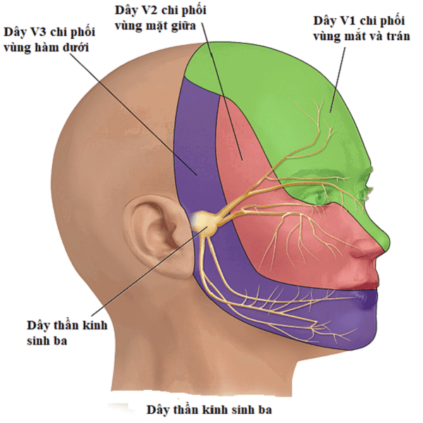 Đau dây thần kinh sinh ba: Nguyên nhân, biểu hiện, cách điều trị và phòng bệnh- Ảnh 1.