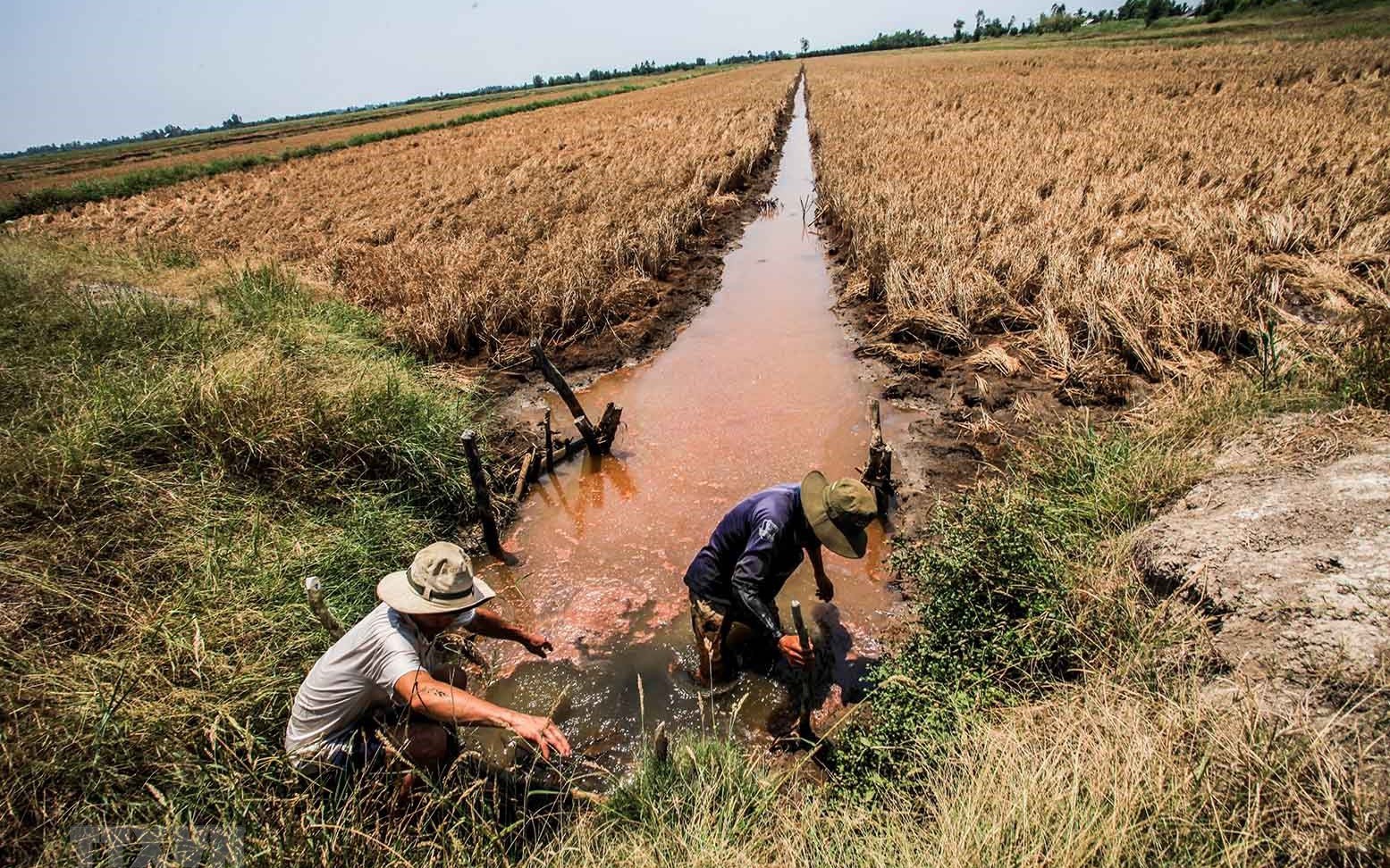 Bộ Nông nghiệp và Môi trường báo cáo Thủ tướng về hạn mặn ở Nam Bộ