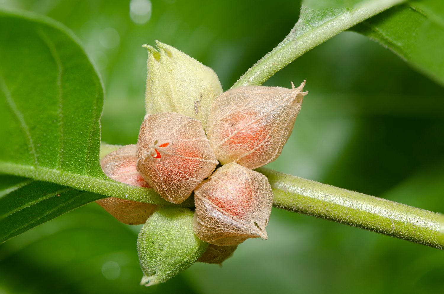 6 loại thực phẩm bổ sung có thể gây tổn thương gan
- Ảnh 3.