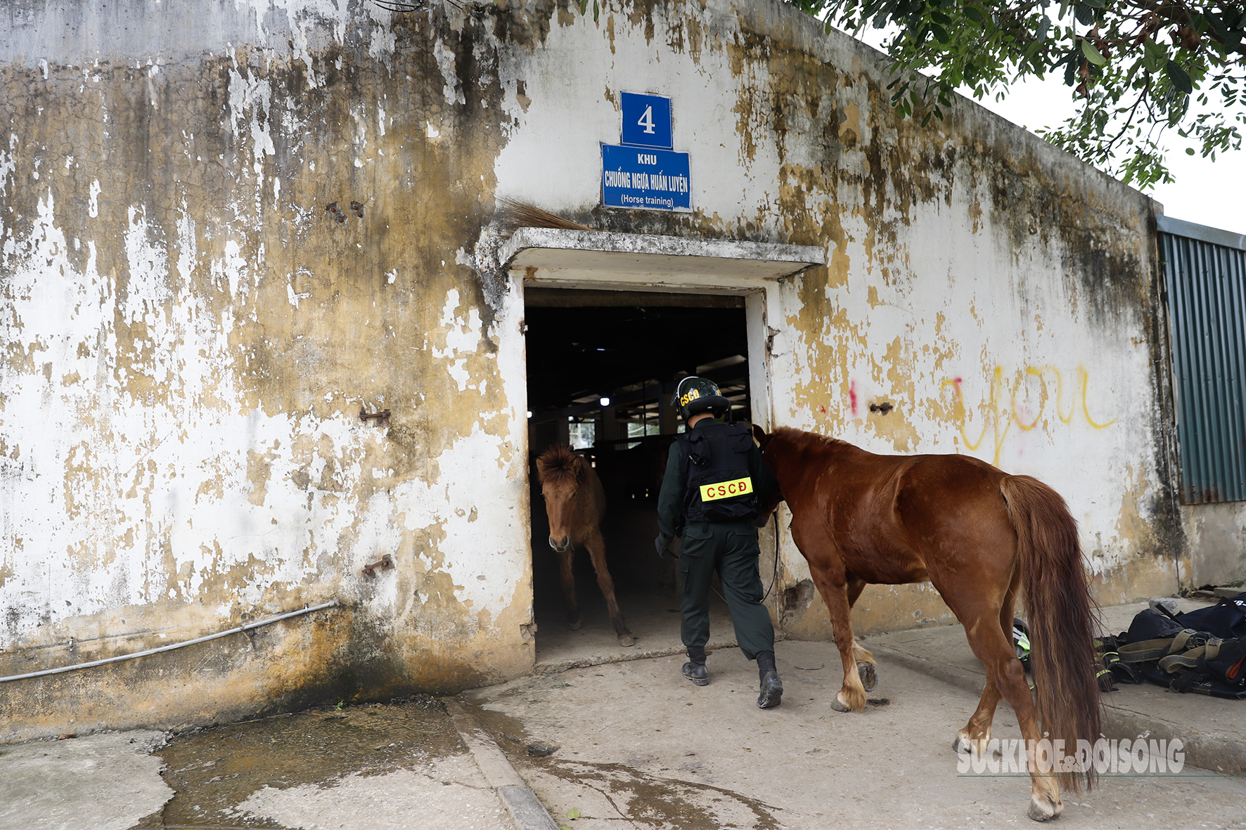 Cảnh sát cơ động kỵ binh chăm sóc ngựa chiến thế nào?- Ảnh 1.