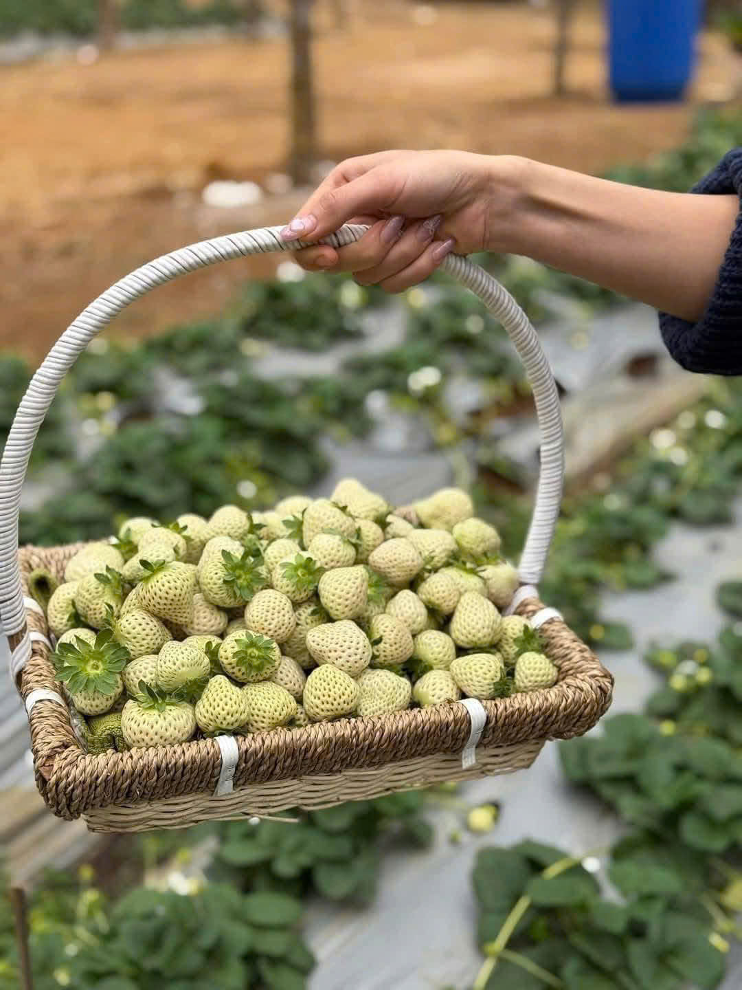 Dâu Bạch Tuyết giá rẻ bèo bán ngập thị trường, tiểu thương chia sẻ cách mua hàng chuẩn- Ảnh 7.