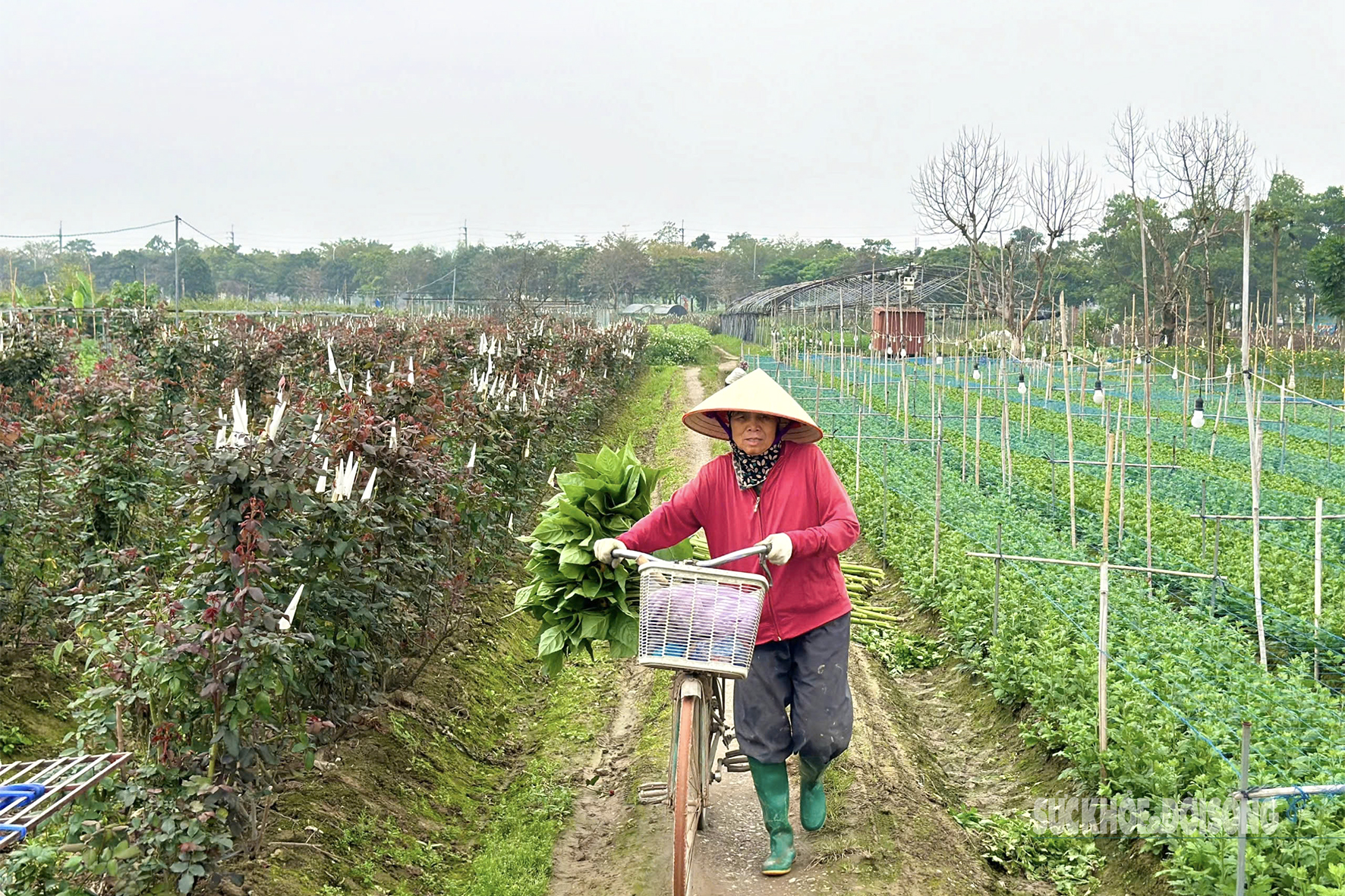 Người dân vựa hoa lớn nhất Hà Nội tất bật cho ngày Quốc tế Phụ nữ 8/3- Ảnh 1.