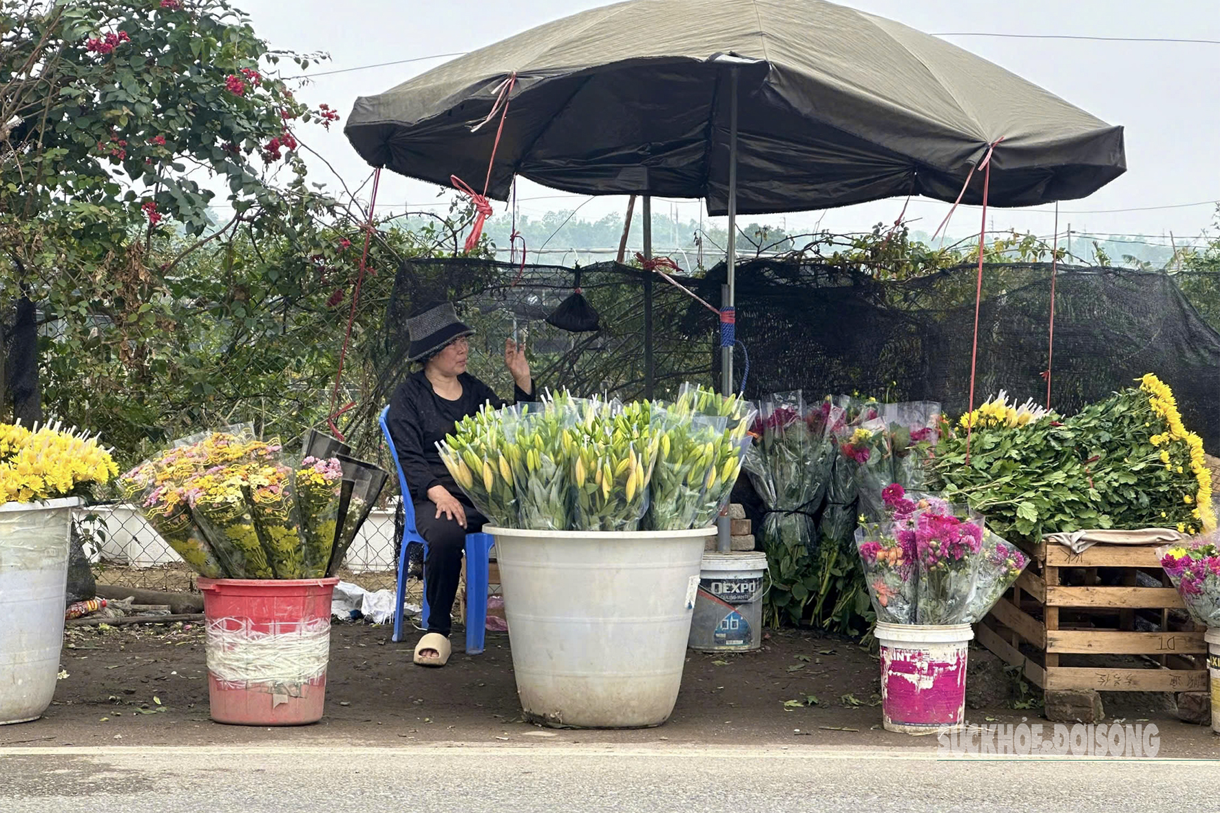 Người dân vựa hoa lớn nhất Hà Nội tất bật cho ngày Quốc tế Phụ nữ 8/3- Ảnh 11.