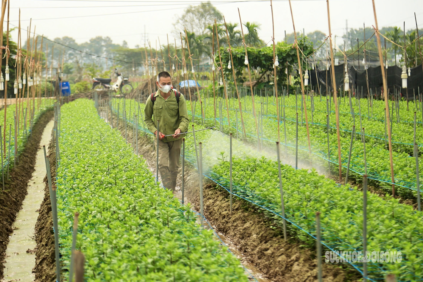 Người dân vựa hoa lớn nhất Hà Nội tất bật cho ngày Quốc tế Phụ nữ 8/3- Ảnh 14.