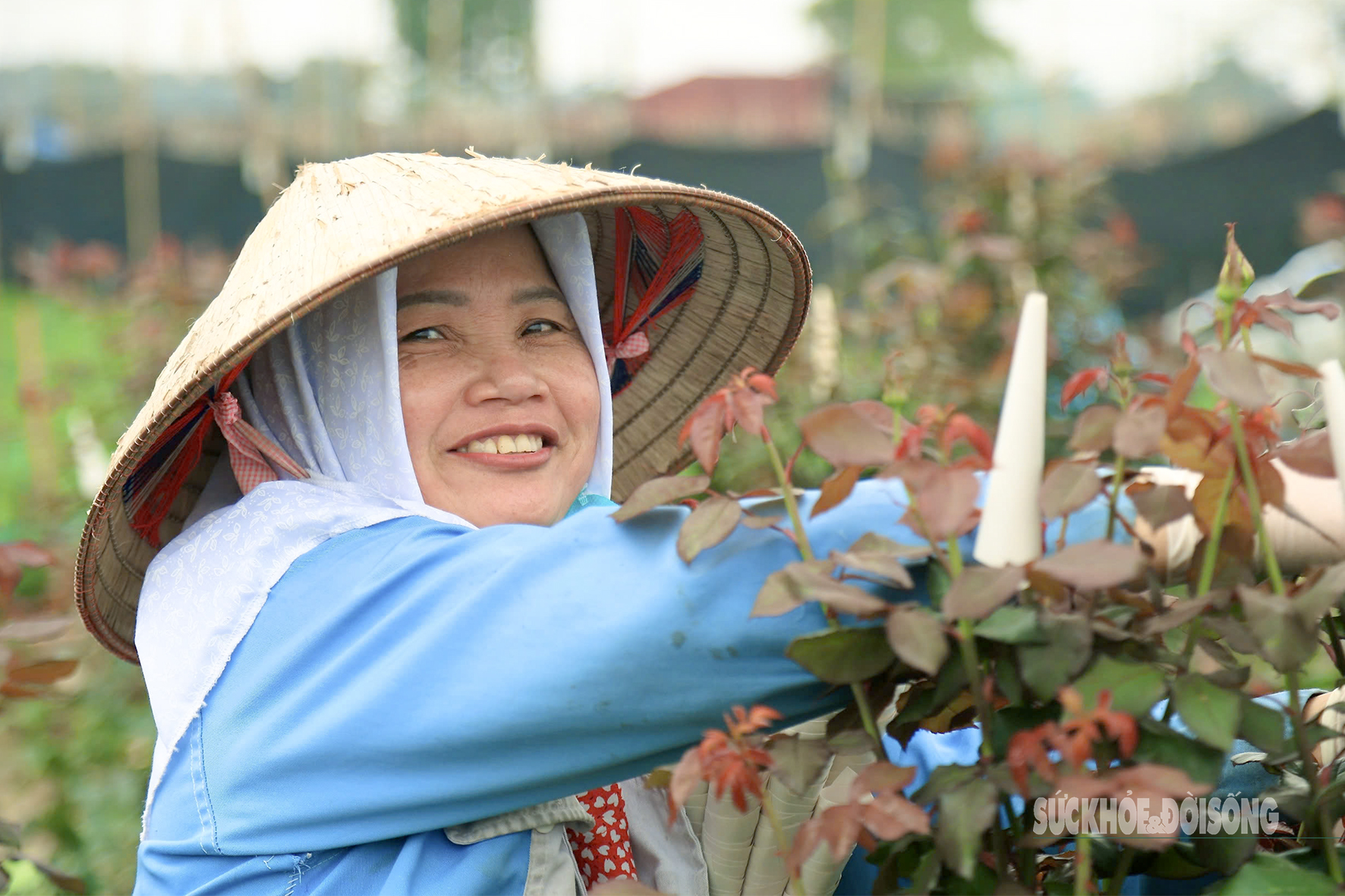 Người dân vựa hoa lớn nhất Hà Nội tất bật cho ngày Quốc tế Phụ nữ 8/3- Ảnh 4.