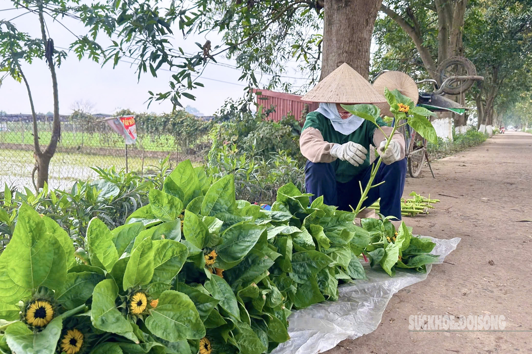 Người dân vựa hoa lớn nhất Hà Nội tất bật cho ngày Quốc tế Phụ nữ 8/3- Ảnh 13.