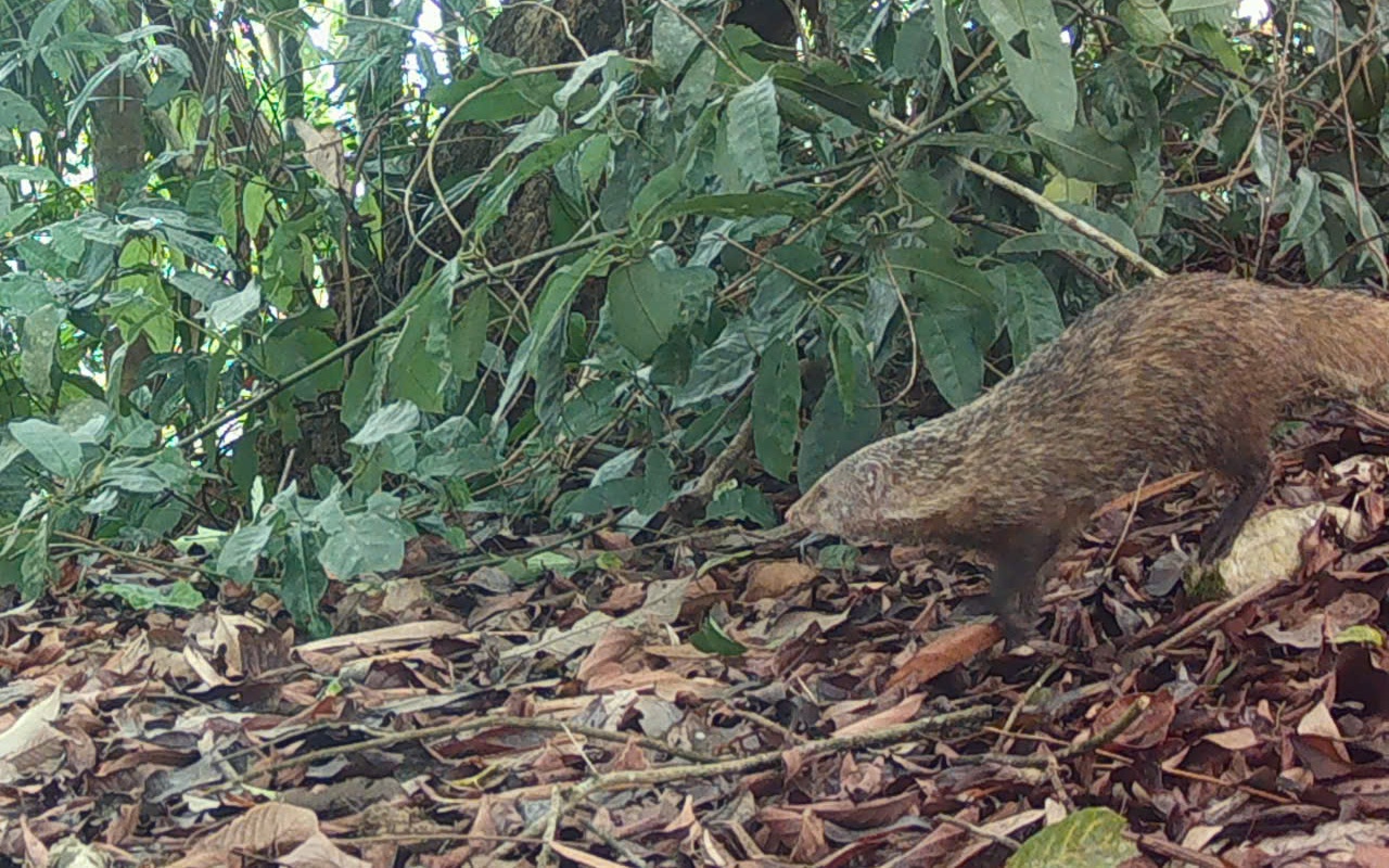 Bên trong bảo tàng lưu giữ nguồn gen quý hiếm của Khu bảo tồn thiên nhiên Pù Huống- Ảnh 13. Bên trong bảo tàng lưu giữ nguồn gen quý hiếm của Khu bảo tồn thiên nhiên Pù Huống- Ảnh 13.