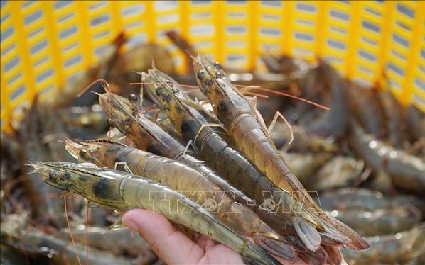 Gói tín dụng nông, lâm thủy sản có quy mô 100.000 tỷ đồng