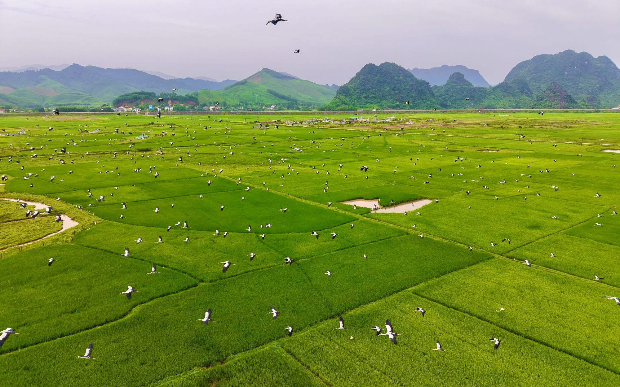 Đàn cò quý hiếm trong Sách Đỏ xuất hiện tại vùng đệm Vườn Quốc gia Phong Nha – Kẻ Bàng