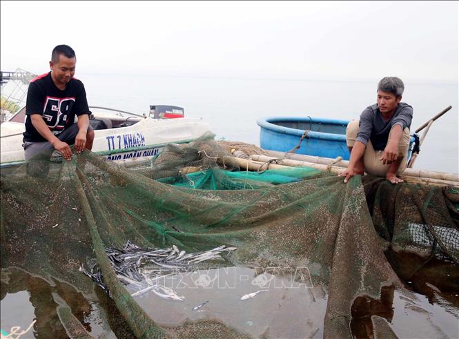 Cá nuôi biển ở Vũng Chùa Đảo Yến chết bất thường chưa rõ nguyên nhân- Ảnh 1. Cá nuôi biển ở Vũng Chùa Đảo Yến chết bất thường chưa rõ nguyên nhân- Ảnh 1.