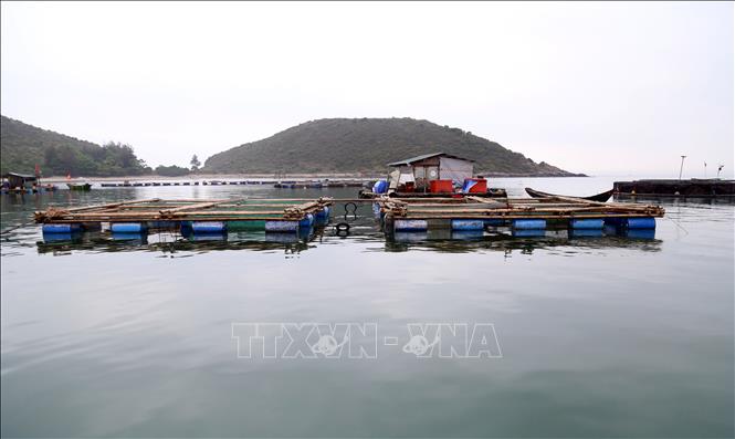 Cá nuôi biển ở Vũng Chùa Đảo Yến chết bất thường chưa rõ nguyên nhân- Ảnh 3. Cá nuôi biển ở Vũng Chùa Đảo Yến chết bất thường chưa rõ nguyên nhân- Ảnh 3.