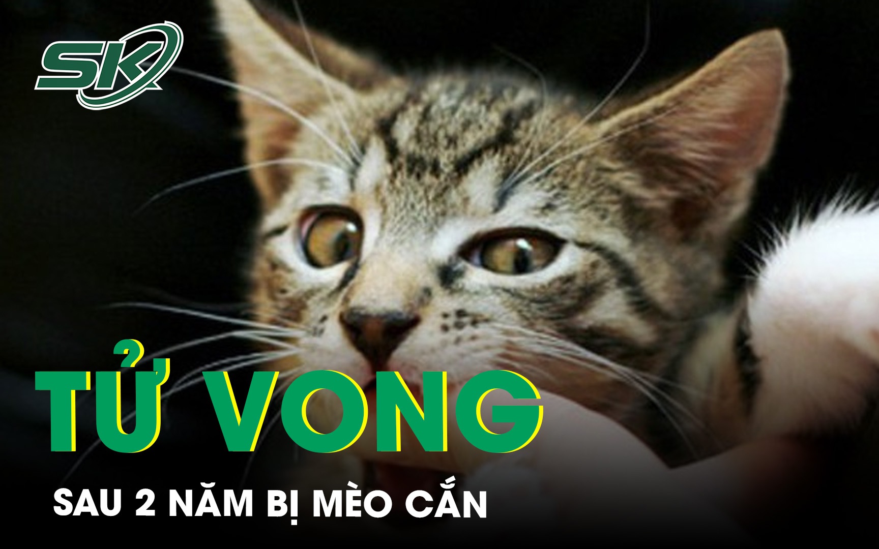 Người phụ nữ tử vong sau 2 năm bị mèo cắn chủ quan không tiêm phòng dại