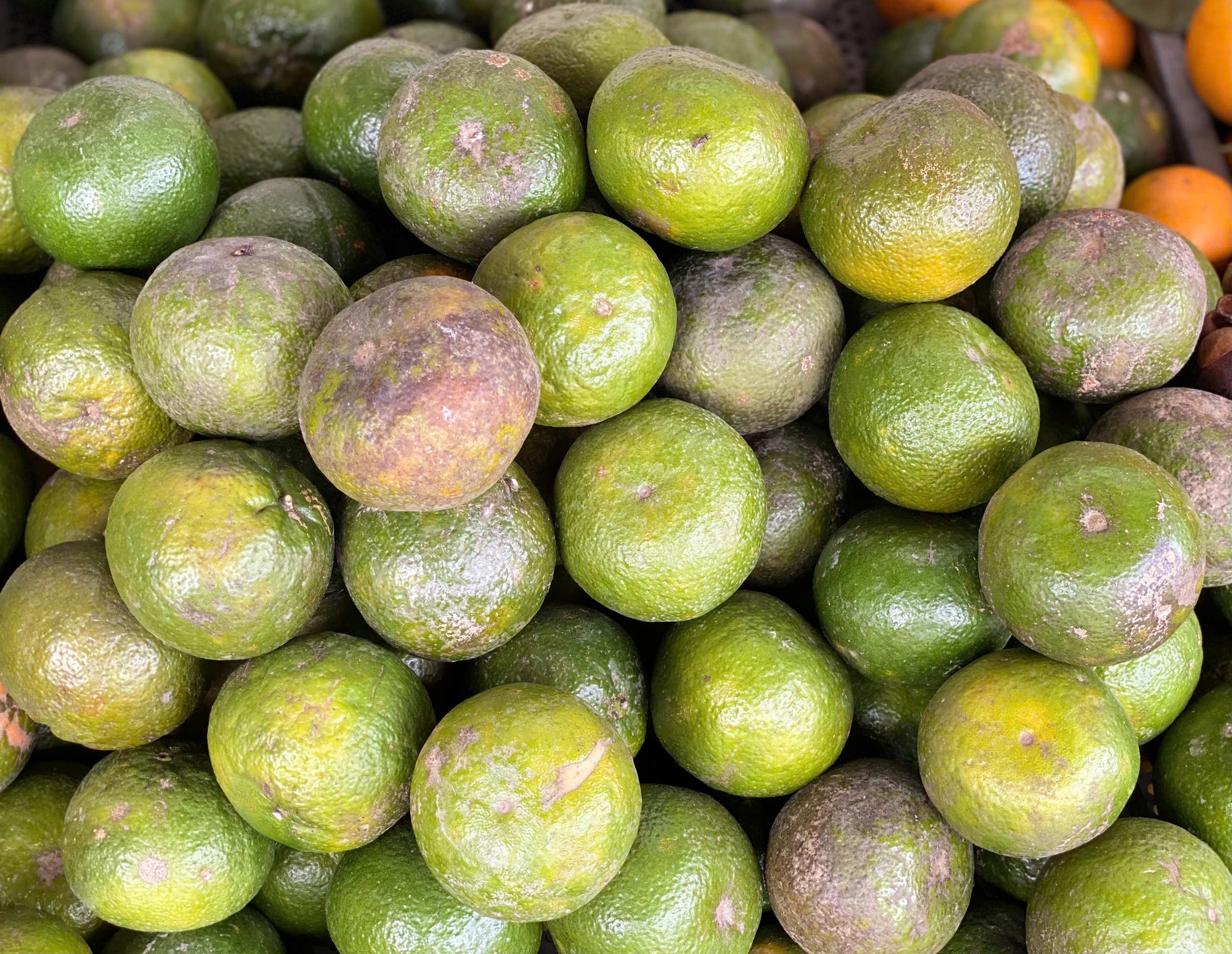 Loại quả giàu viatamin C đang vào mùa bán đầy chợ Việt giá chỉ 10.000 đồng/kg- Ảnh 2. Loại quả giàu viatamin C đang vào mùa bán đầy chợ Việt giá chỉ 10.000 đồng/kg- Ảnh 2.