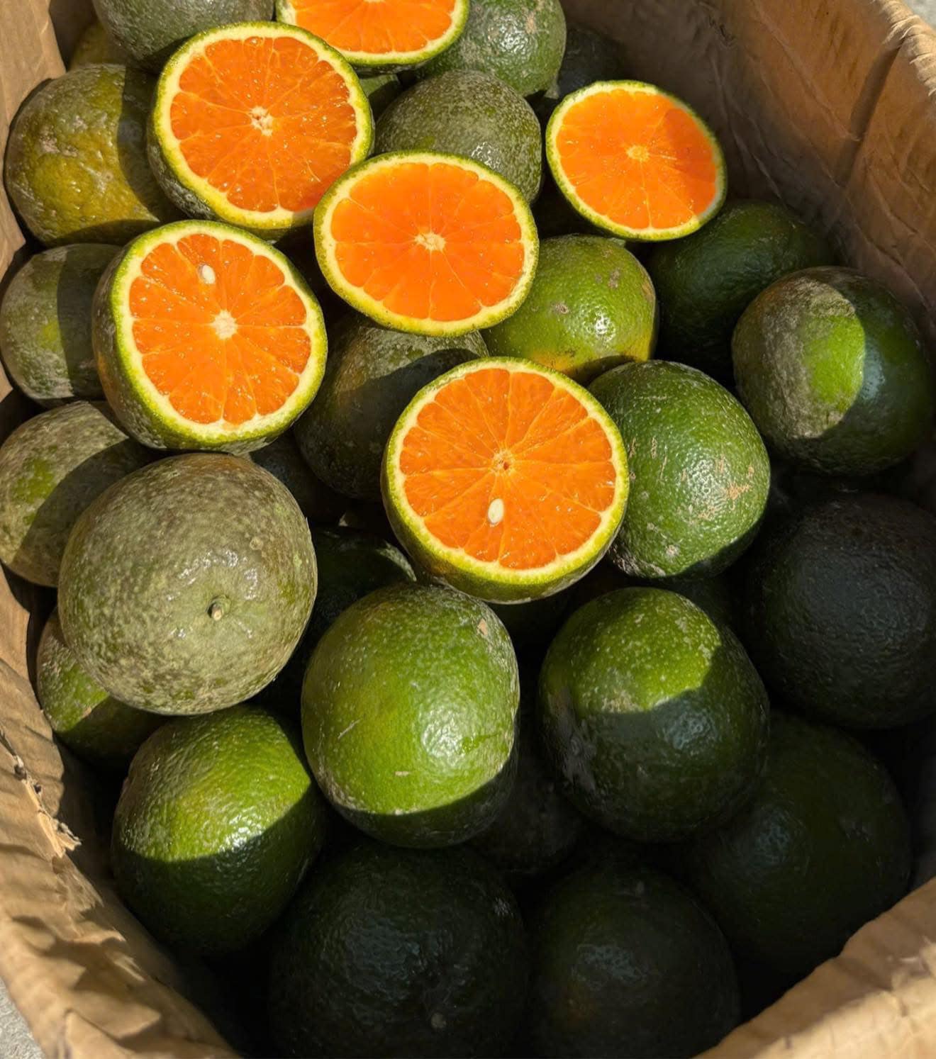 Loại quả giàu viatamin C đang vào mùa bán đầy chợ Việt giá chỉ 10.000 đồng/kg- Ảnh 8. Loại quả giàu viatamin C đang vào mùa bán đầy chợ Việt giá chỉ 10.000 đồng/kg- Ảnh 8.