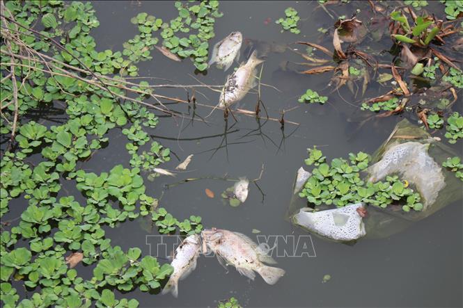 Làm rõ nguyên nhân cá chết bất thường trên sông Bàu Giang- Ảnh 2. Làm rõ nguyên nhân cá chết bất thường trên sông Bàu Giang- Ảnh 2.
