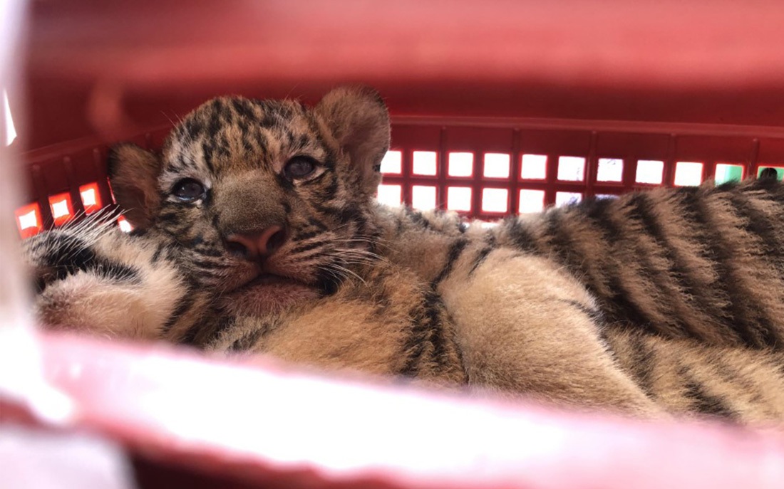 Đột kích hầm ngầm kiên cố, thu giữ hai cá thể hổ quý hiếm- Ảnh 4. Nghệ An là điểm nóng về buôn bán hổ