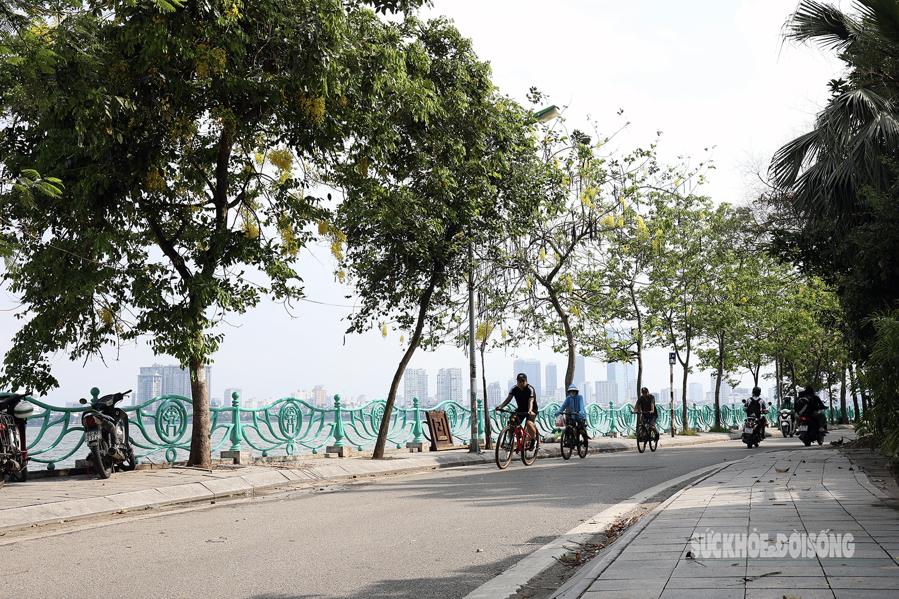 Hoa muồng nở rộ, Hồ Tây ánh vàng rực rỡ- Ảnh 5. Hoa muồng nở rộ, Hồ Tây ánh vàng rực rỡ- Ảnh 5.