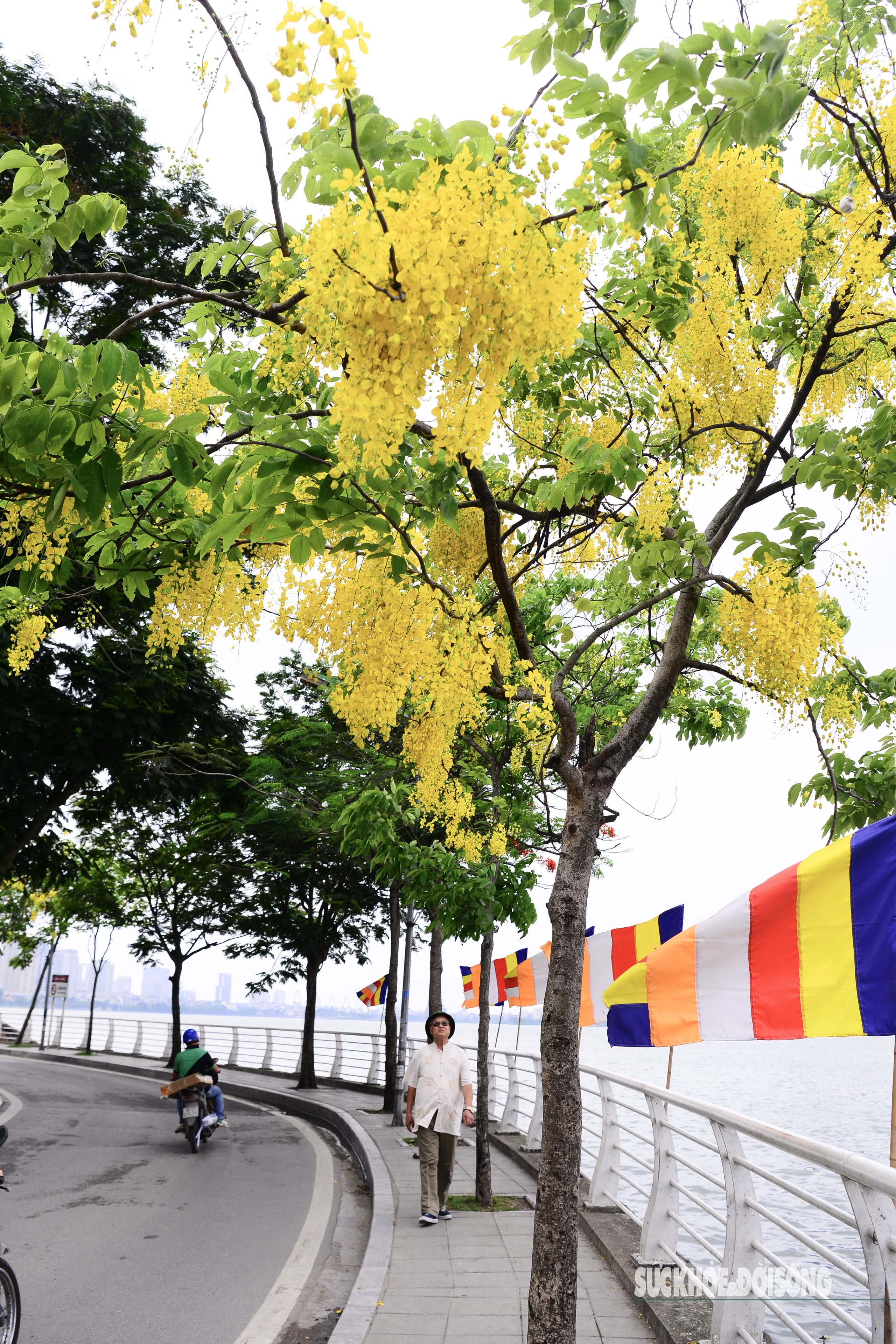 Hoa muồng nở rộ, Hồ Tây ánh vàng rực rỡ- Ảnh 7. Hoa muồng nở rộ, Hồ Tây ánh vàng rực rỡ- Ảnh 7.