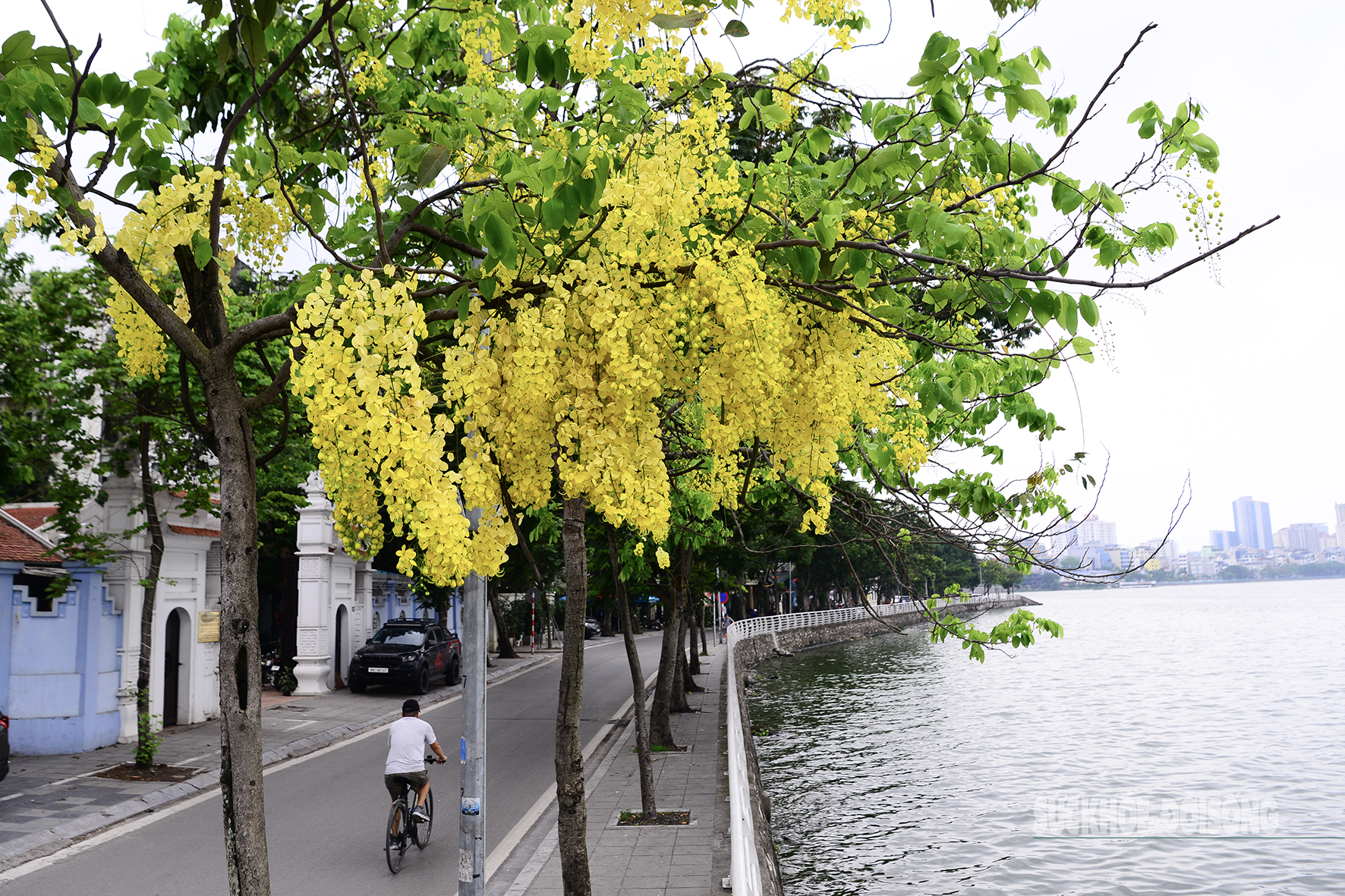 Hoa muồng nở rộ, Hồ Tây ánh vàng rực rỡ- Ảnh 1. Hoa muồng nở rộ, Hồ Tây ánh vàng rực rỡ- Ảnh 1.