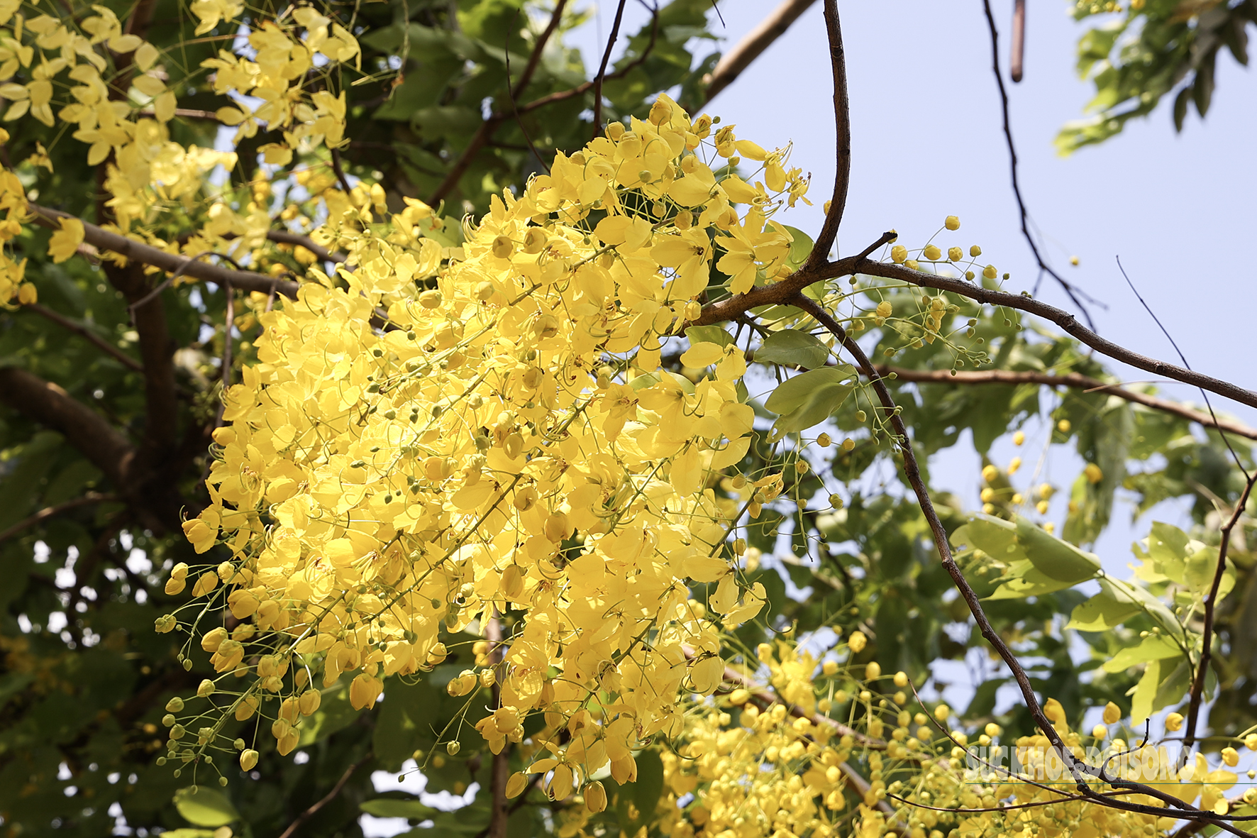 Hoa muồng nở rộ, Hồ Tây ánh vàng rực rỡ- Ảnh 3. Hoa muồng nở rộ, Hồ Tây ánh vàng rực rỡ- Ảnh 3.