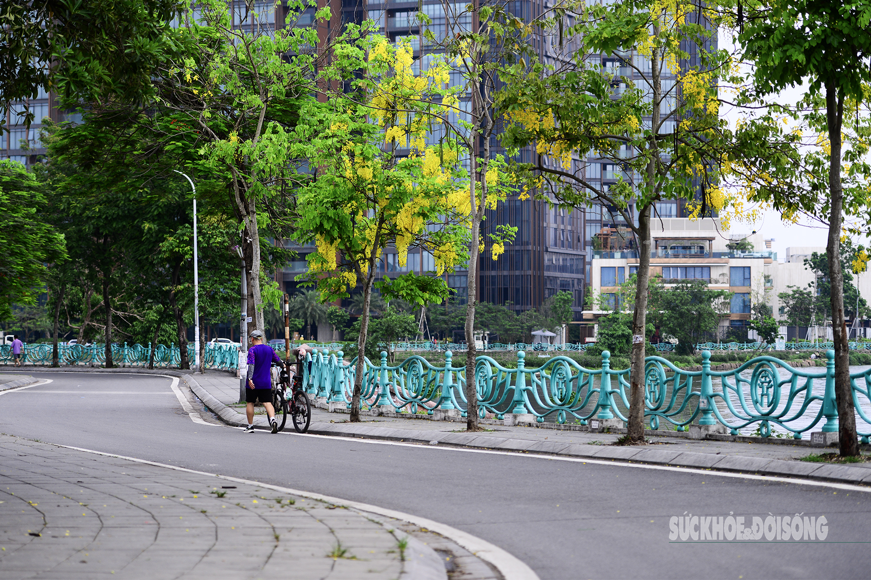 Hoa muồng nở rộ, Hồ Tây ánh vàng rực rỡ- Ảnh 9. Hoa muồng nở rộ, Hồ Tây ánh vàng rực rỡ- Ảnh 9.