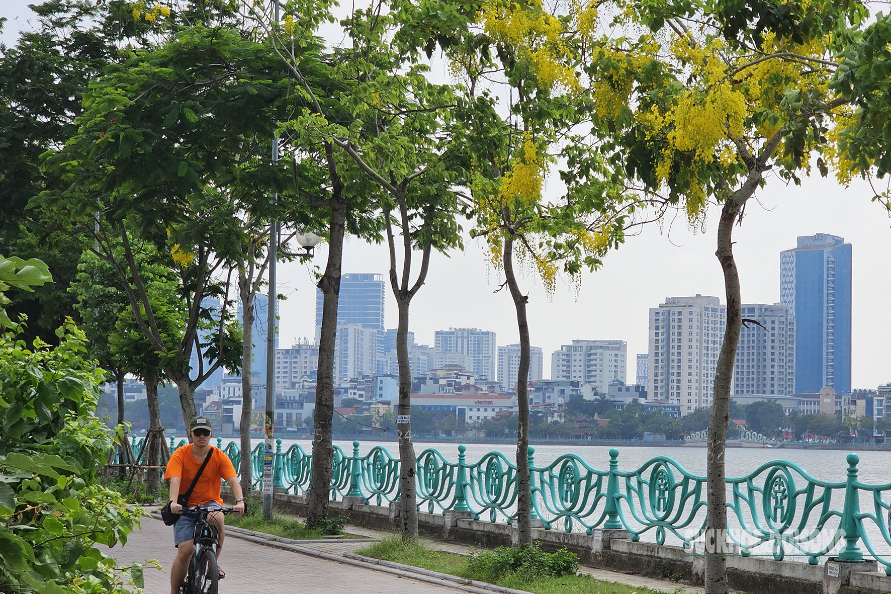 Hoa muồng nở rộ, Hồ Tây ánh vàng rực rỡ- Ảnh 10. Hoa muồng nở rộ, Hồ Tây ánh vàng rực rỡ- Ảnh 10.