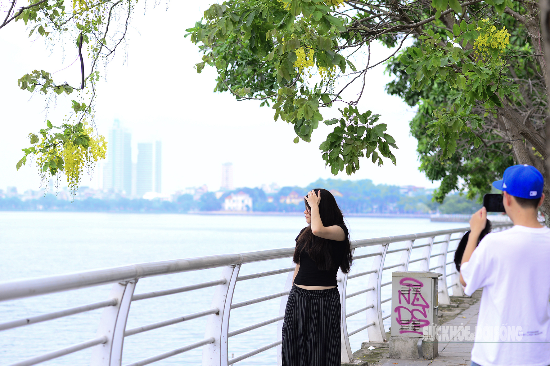Hoa muồng nở rộ, Hồ Tây ánh vàng rực rỡ- Ảnh 4. Hoa muồng nở rộ, Hồ Tây ánh vàng rực rỡ- Ảnh 4.