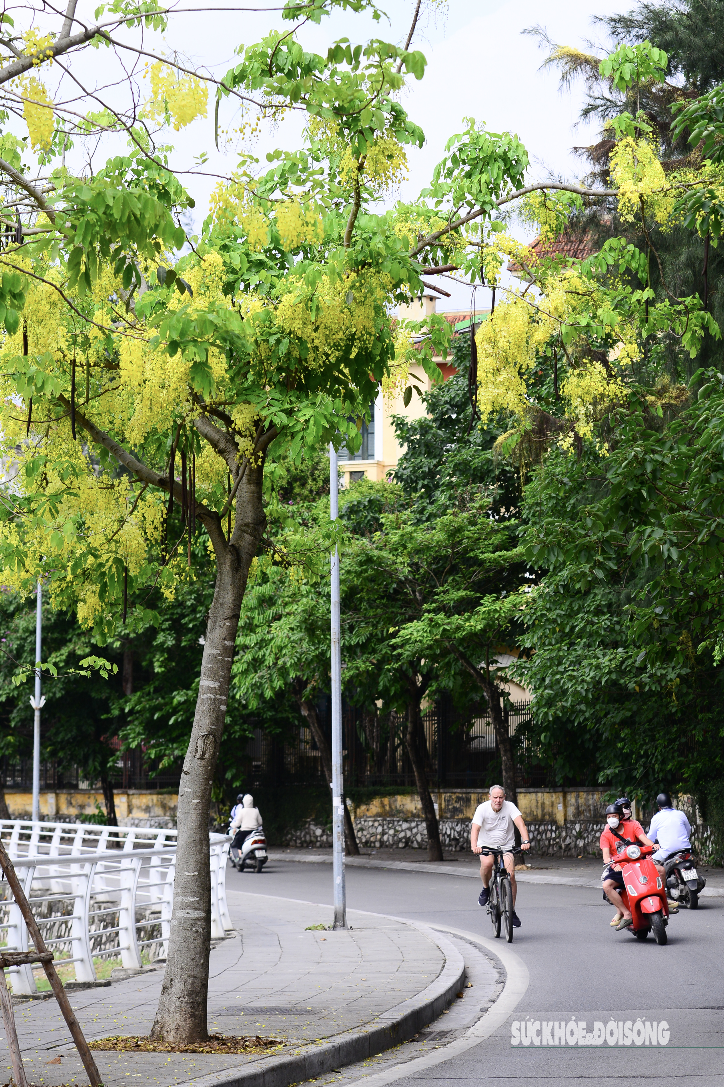 Hoa muồng nở rộ, Hồ Tây ánh vàng rực rỡ- Ảnh 11. Hoa muồng nở rộ, Hồ Tây ánh vàng rực rỡ- Ảnh 11.