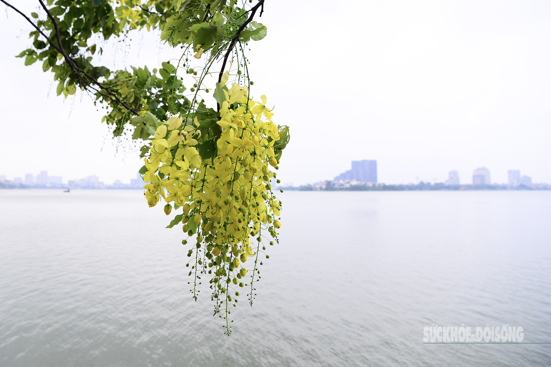 Hoa muồng nở rộ, Hồ Tây ánh vàng rực rỡ- Ảnh 2. Hoa muồng nở rộ, Hồ Tây ánh vàng rực rỡ- Ảnh 2.